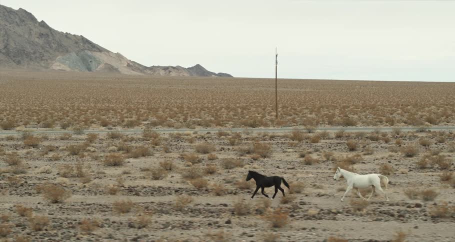 Horses are jogging in the desert