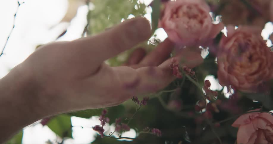 Mans hand touches pink roses