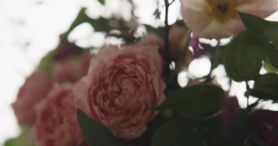 Pink roses are moving in the wind