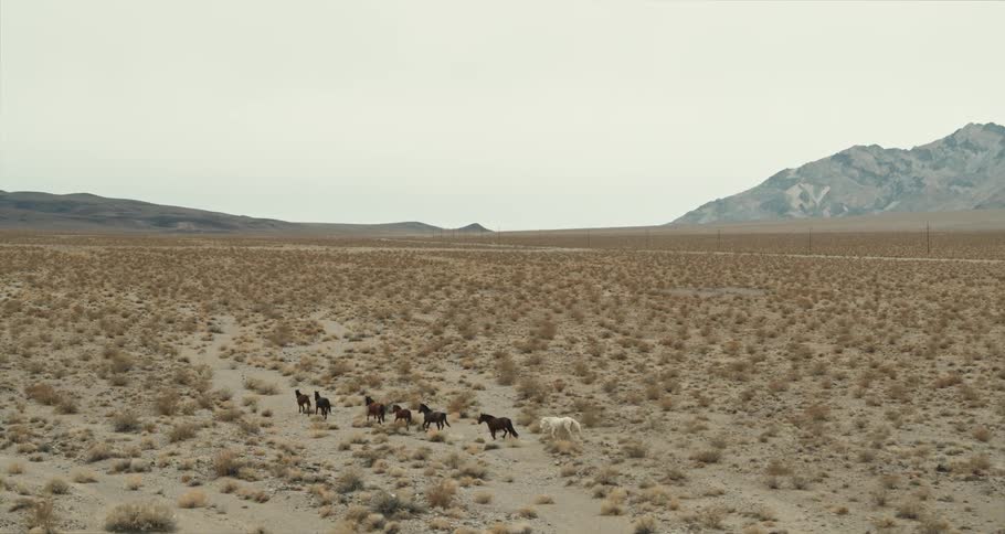 Horses are running in the desert
