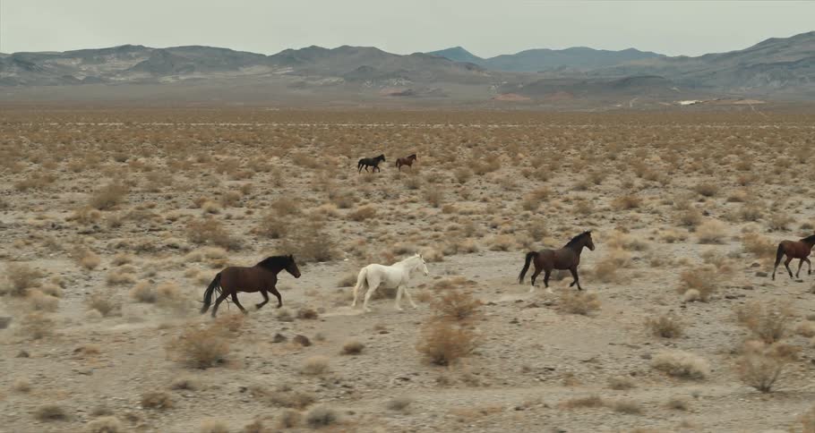 Horses gallop through a field filled with shrubs