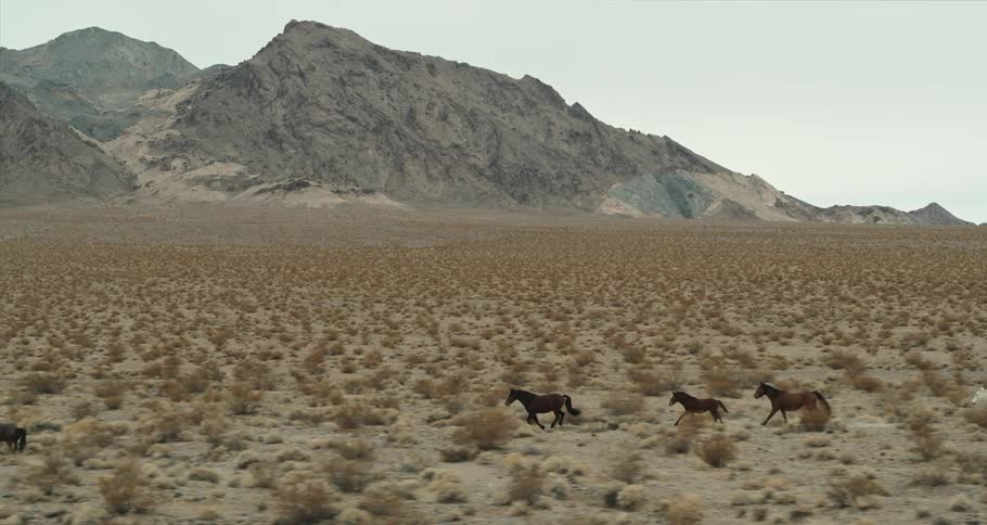Horses are running in the desert