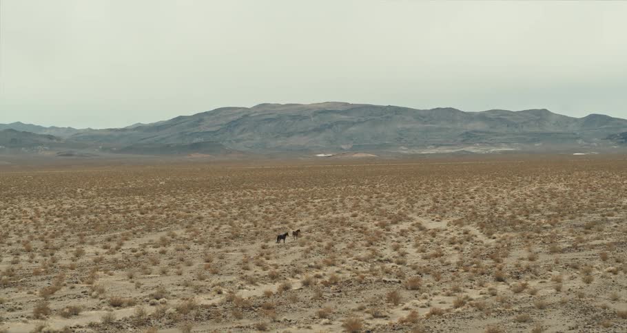 Horses are running outside in the wild