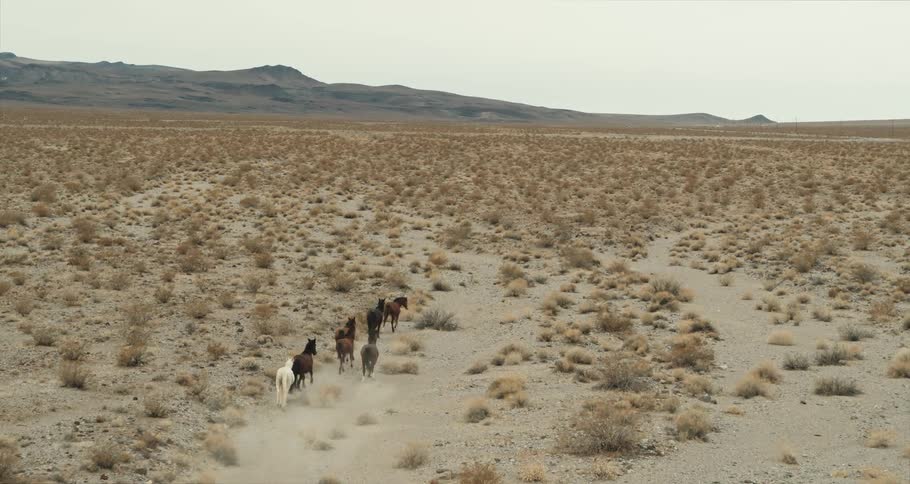 Wild horses are running on desolate flatland in the wilderness