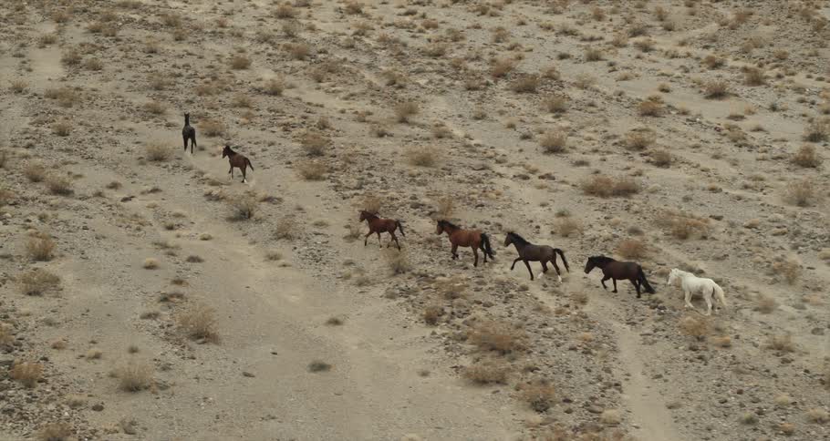 A herd of horses walk across an arid shrubland during the day