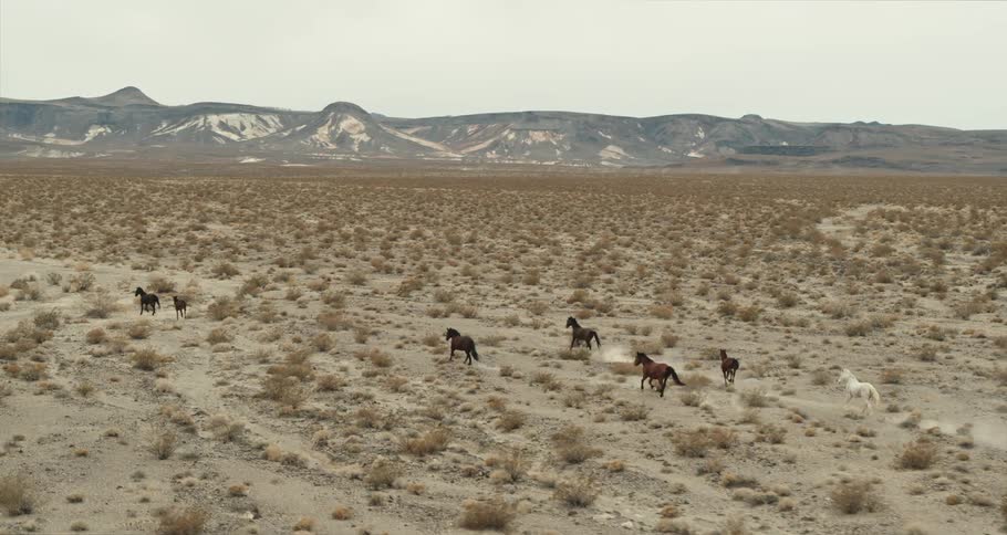 Horses outside running