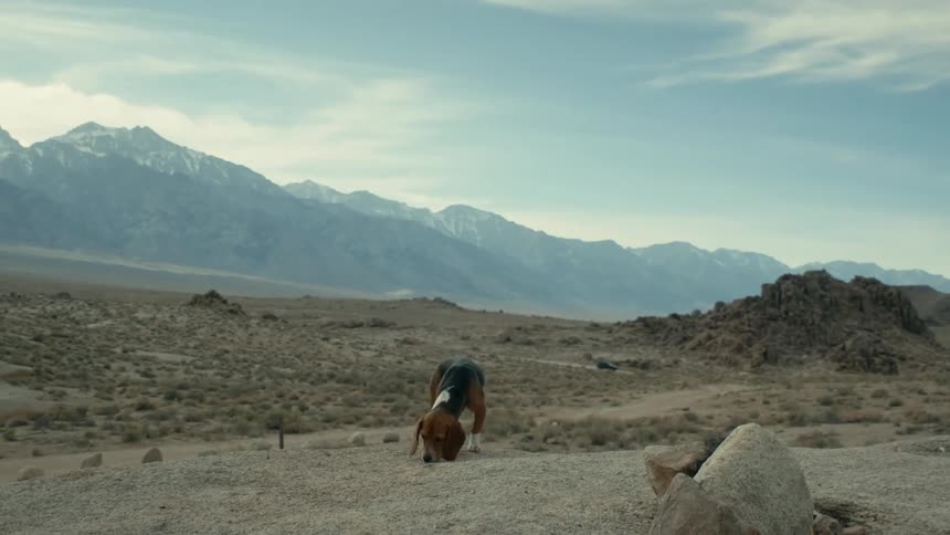 A dog is outdoors in the desert