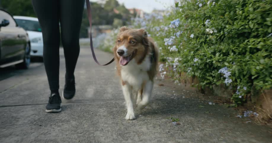 Woman is taking her dog on a walk