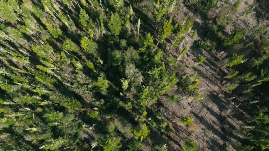 The trees of a forest during the day