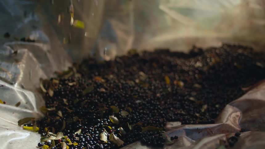 Farm workers sort berries