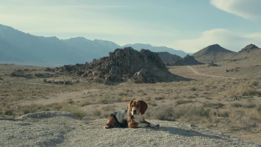 A dog is resting in the wilderness at dusk