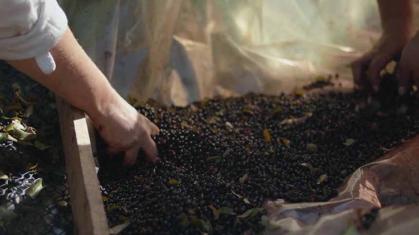 People sift berries through tray with mesh in it