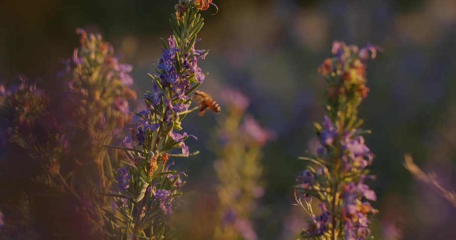 A bee is flying on and around plants at dusk
