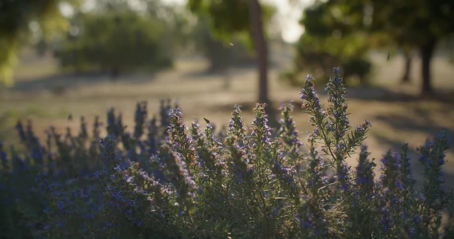 Bees are flying around flowers in spring