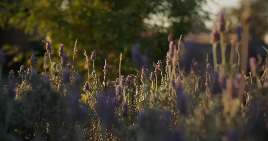 Insects are flying around in the wilderness in the daytime