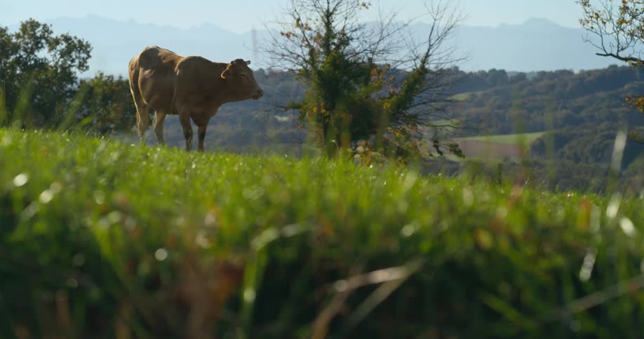 A cow stands in a field while chewing during the day