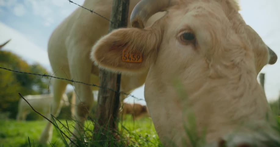 Close up of a cow grazing on the green grass through the wired fence on a farm