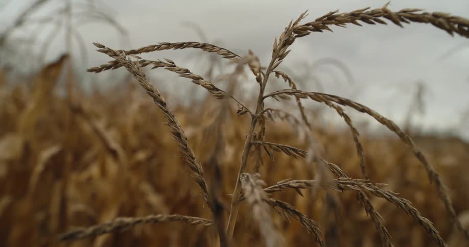 Wheat plants of a crop on a farm on a cloudy day