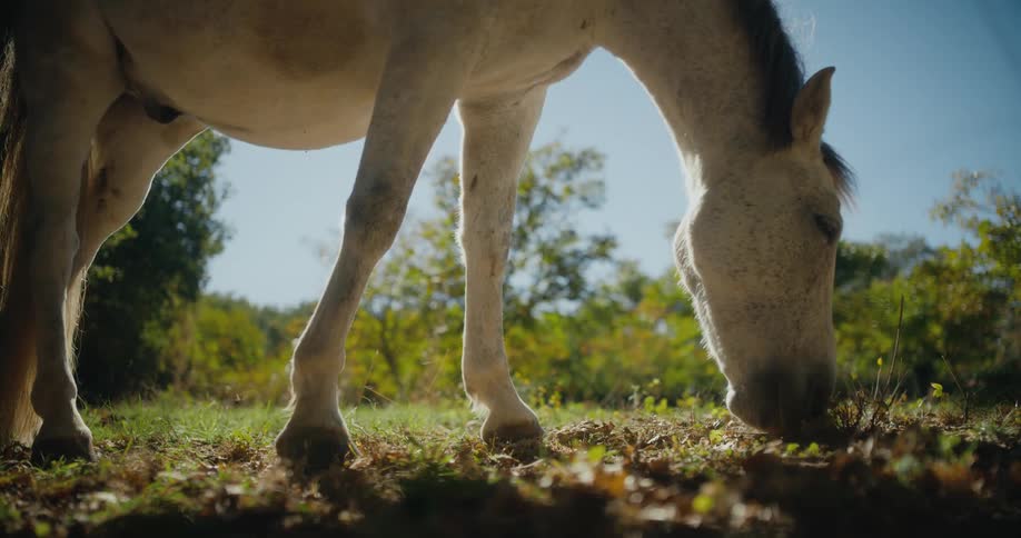 A horse is eating grass outdoors in spring