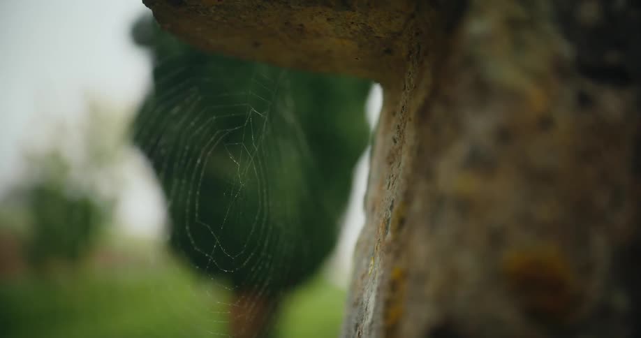 A spider web on a tree