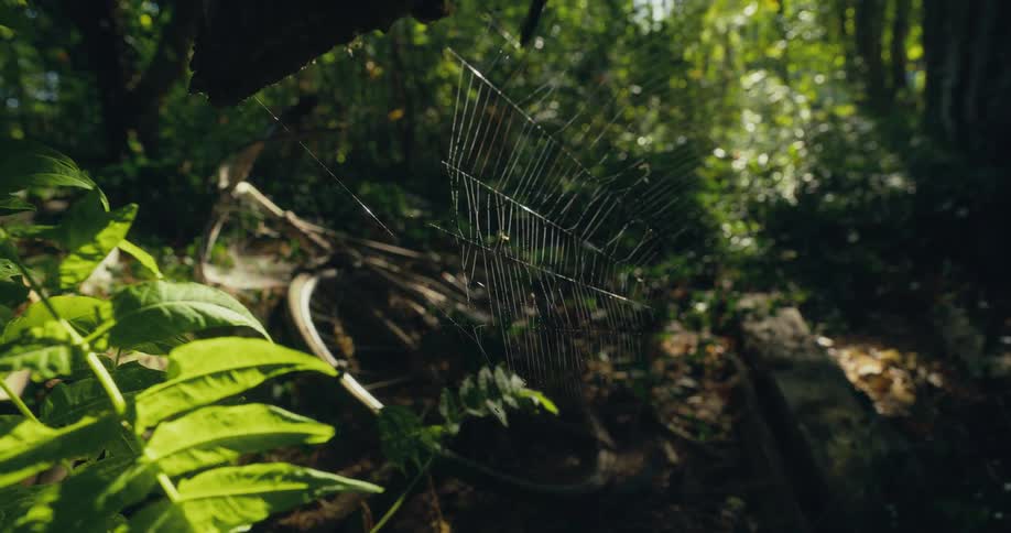 Sunlight shines over a spiderweb in the forest