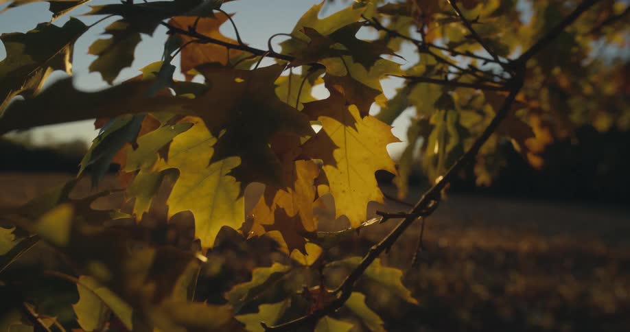 Leaves on a thin branch on a tree in a field during the day