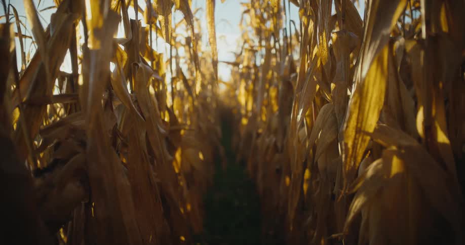 Sun shines through rows of tall corn plants in crop field