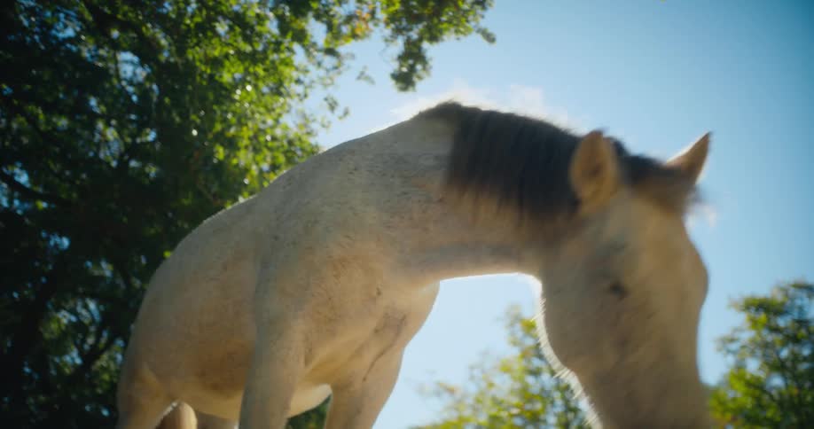 A horse examines the camera while standing in field during the day