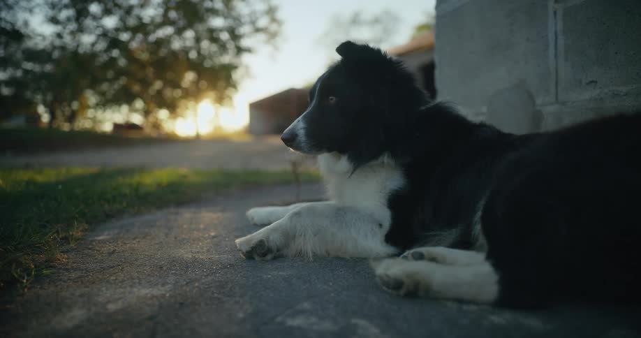 A dog looks around at the surroundings while resting outdoors in the evening