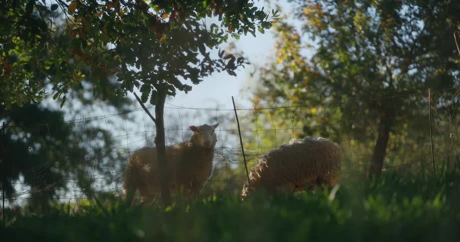 Sheep grazing on lawn as other sheep staring through fence at the camera