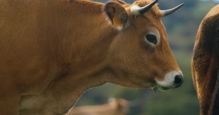 A bull is walking and standing by another cow on a farm