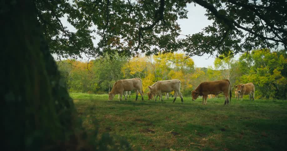 Cows grazes on grass in the meadow