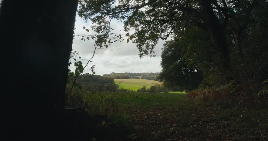 Landscape with trees and meadow on cloudy day
