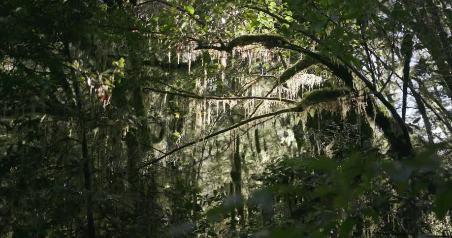 Dense trees that make up a forest