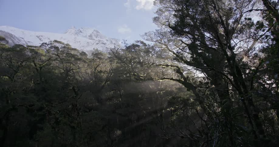 The sun shines through bare tree branches