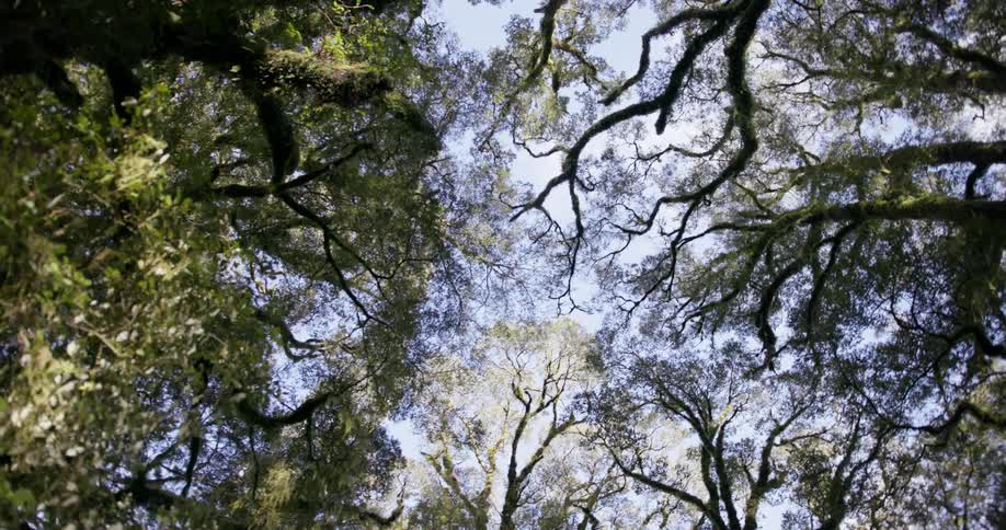 The tall trees block the cloudy sky