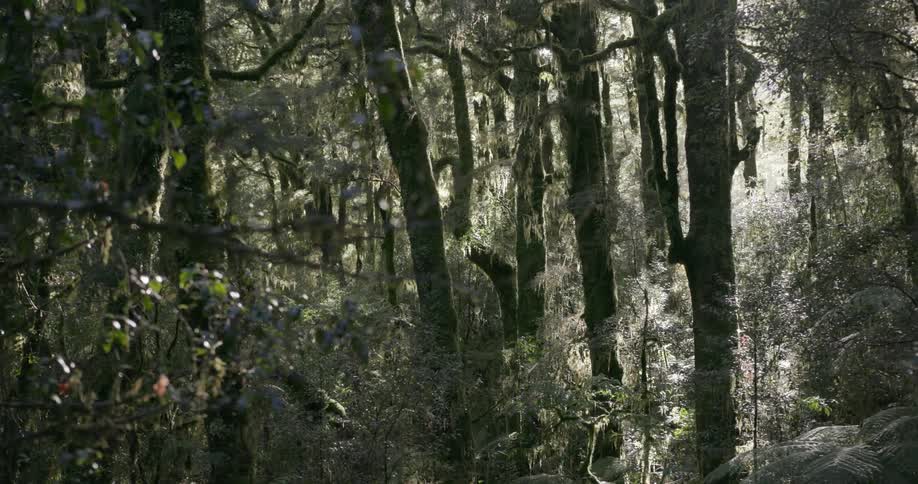 Dense trees that make up a forest