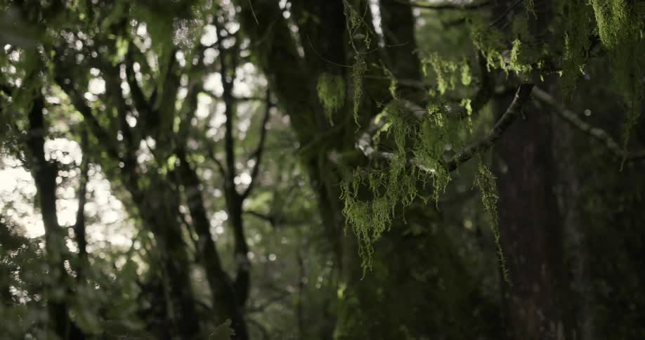 Water falls from mossy trees