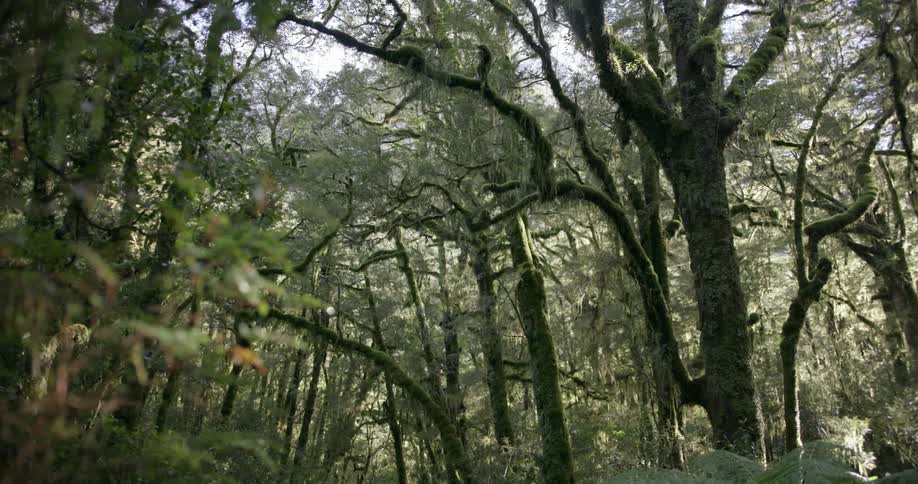 Mossy trees in a forest