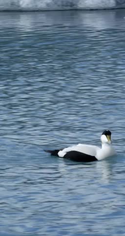 Ducks on the water