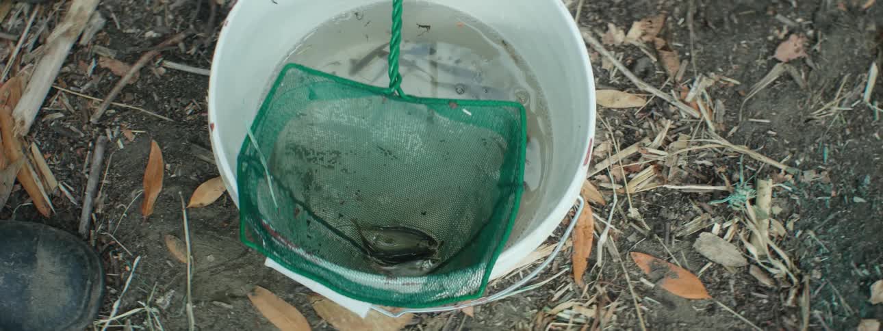 A small net with fish is resting in a bucket of water that has more small fish