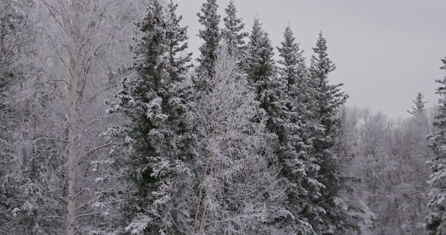 Snow covered pine trees in a forest