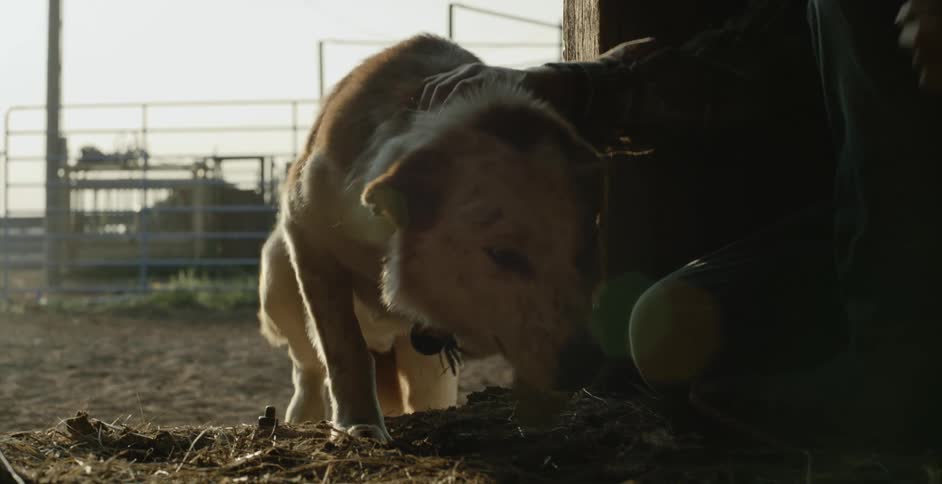 A dog walking into a barn