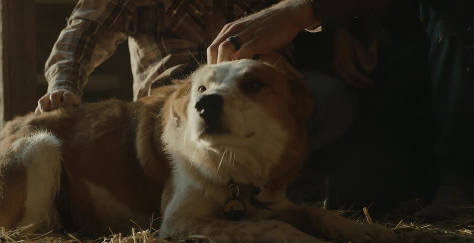 A view of two people petting a dog