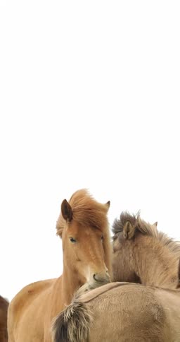 Rotated view of horses standing close an grooming each other in green pasture
