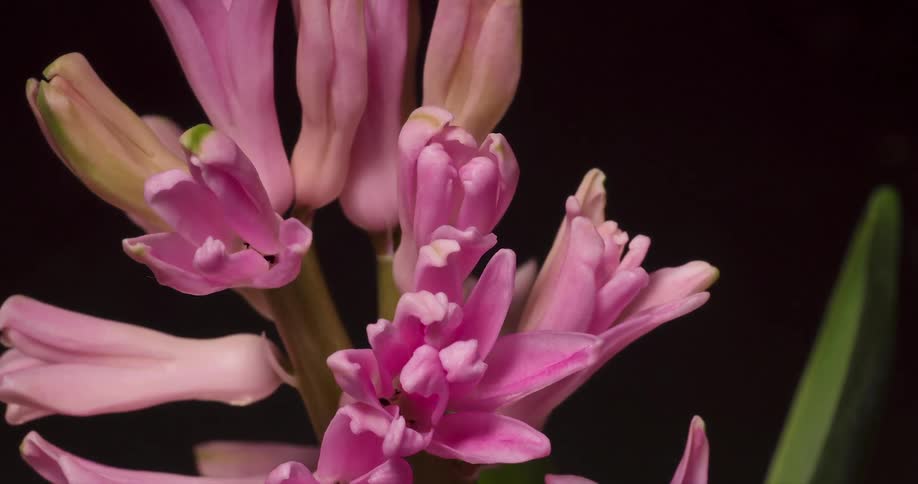 A plant with pink blooms is slowly blossoming
