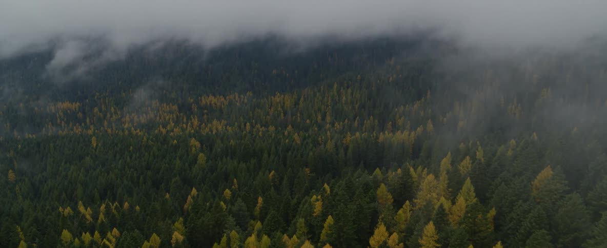 Fog hangs low over a thick growth forest