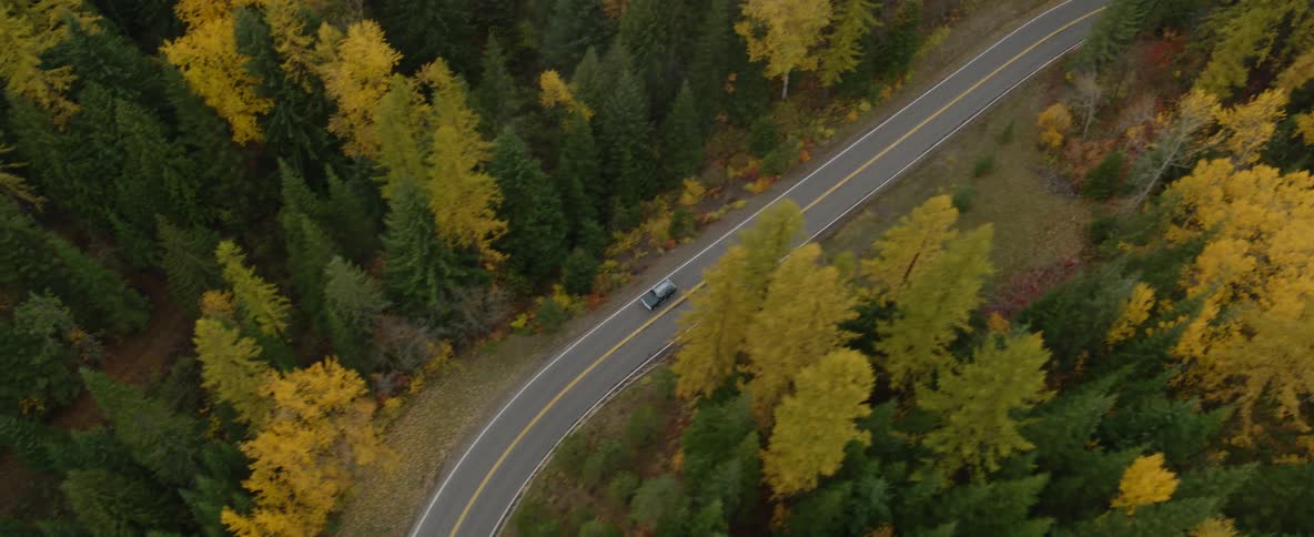 Car drives along a winding road passing through a changing forest