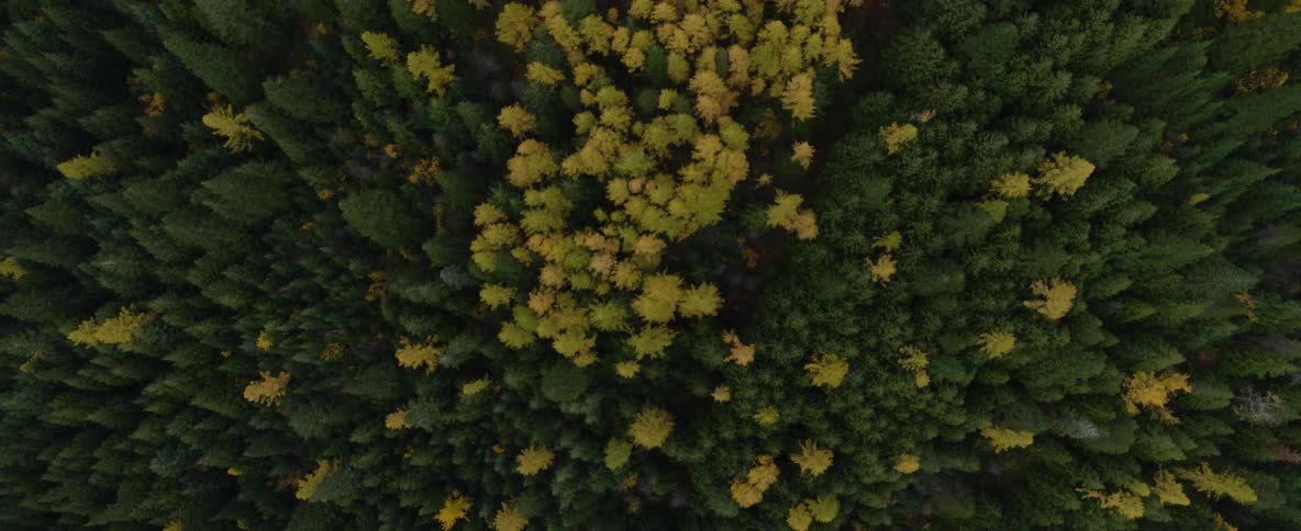 Aerial view over a forest changing seasons