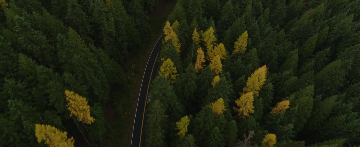 A car travels on forested road solo